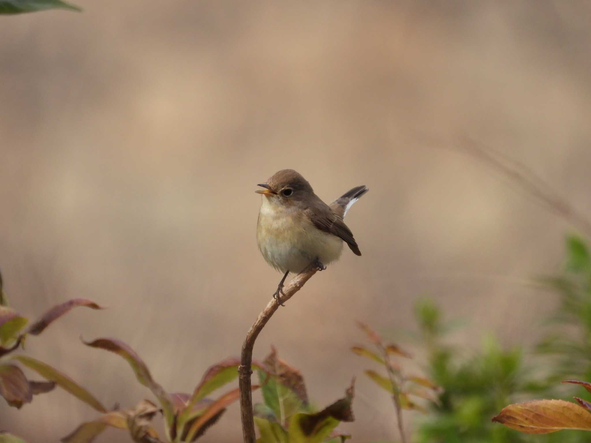 Photo of Red-breasted Flycatcher at Osaka castle park by アカウント6488