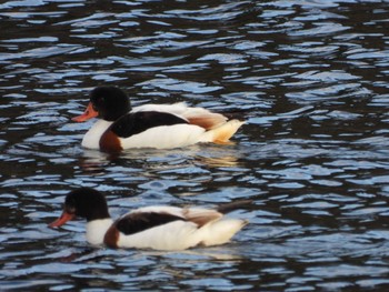 Common Shelduck Osaka Nanko Bird Sanctuary Sat, 1/27/2024