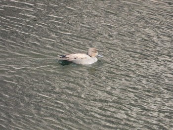 Gadwall Osaka castle park Sat, 1/27/2024