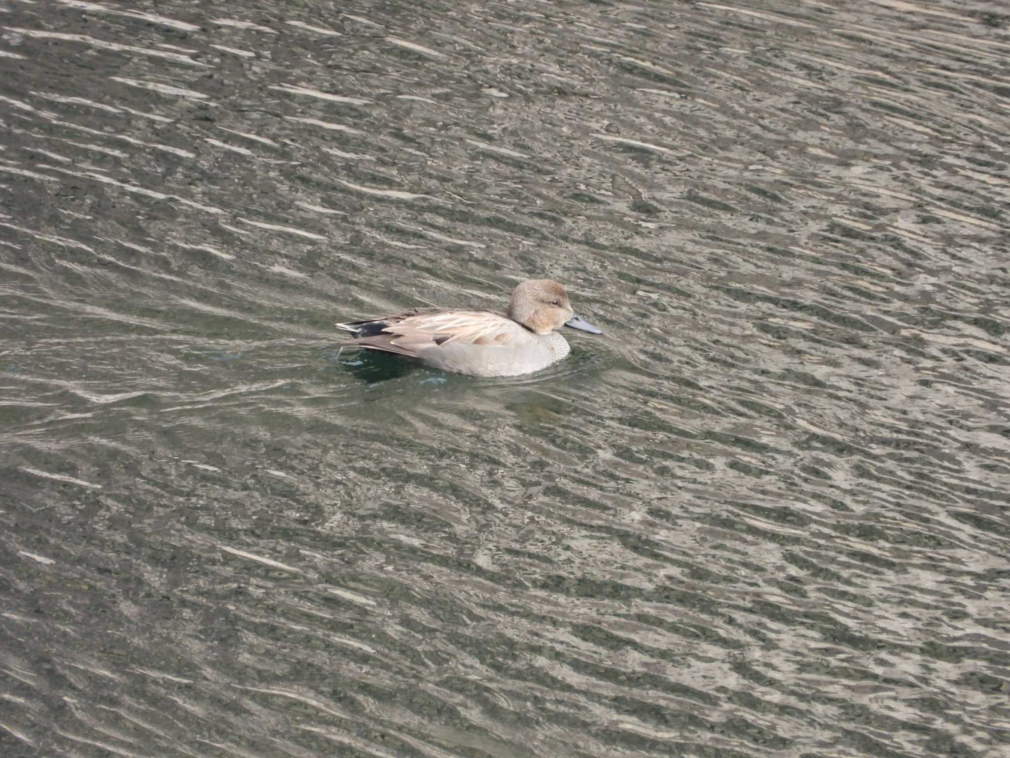 Photo of Gadwall at Osaka castle park by アカウント6488