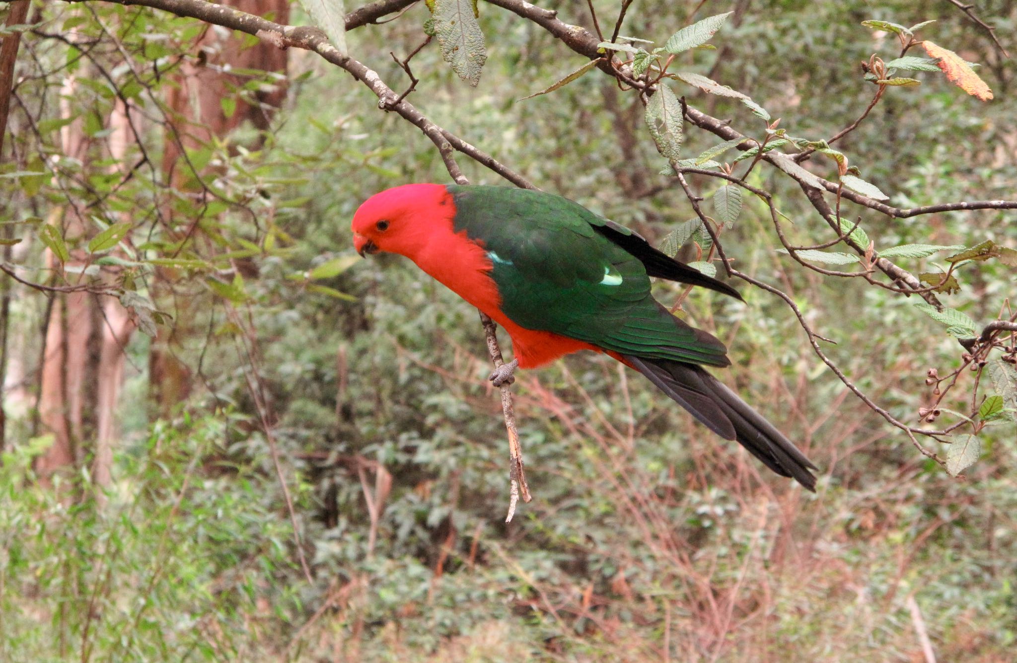 Photo of Australian King Parrot at オーストラリア　メルボルン by のどか