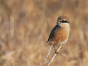 Sun, 1/28/2024 Birding report at 鴨川