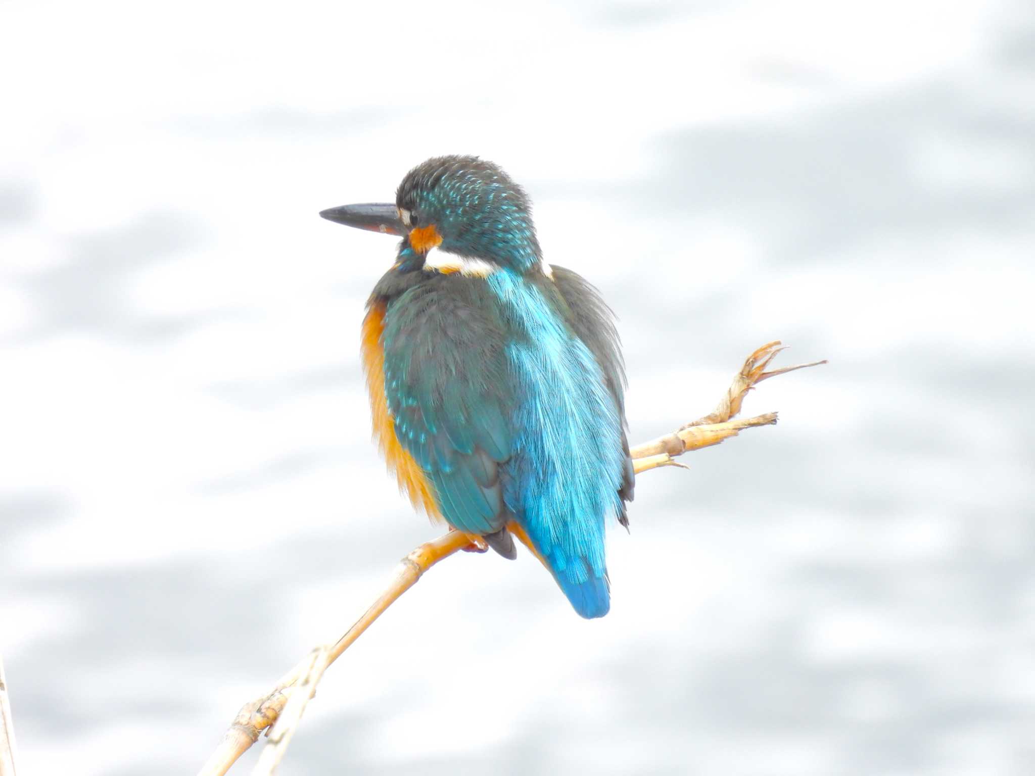 Photo of Common Kingfisher at 鴨川 by ゆりかもめ