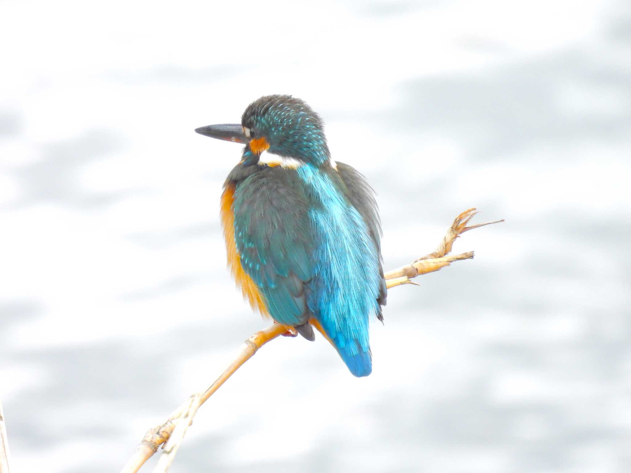 Common Kingfisher