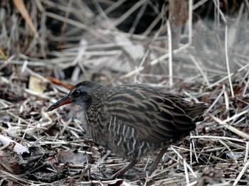 Brown-cheeked Rail 愛知平和公園 Sun, 1/28/2024