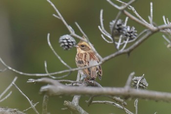 2018年11月13日(火) 滋賀県甲賀市甲南町創造の森の野鳥観察記録