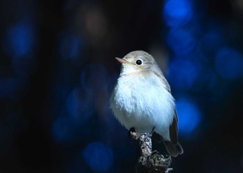 Red-breasted Flycatcher 和歌山市 Sat, 1/27/2024