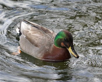 Domestic duck Osaka castle park Sat, 1/27/2024