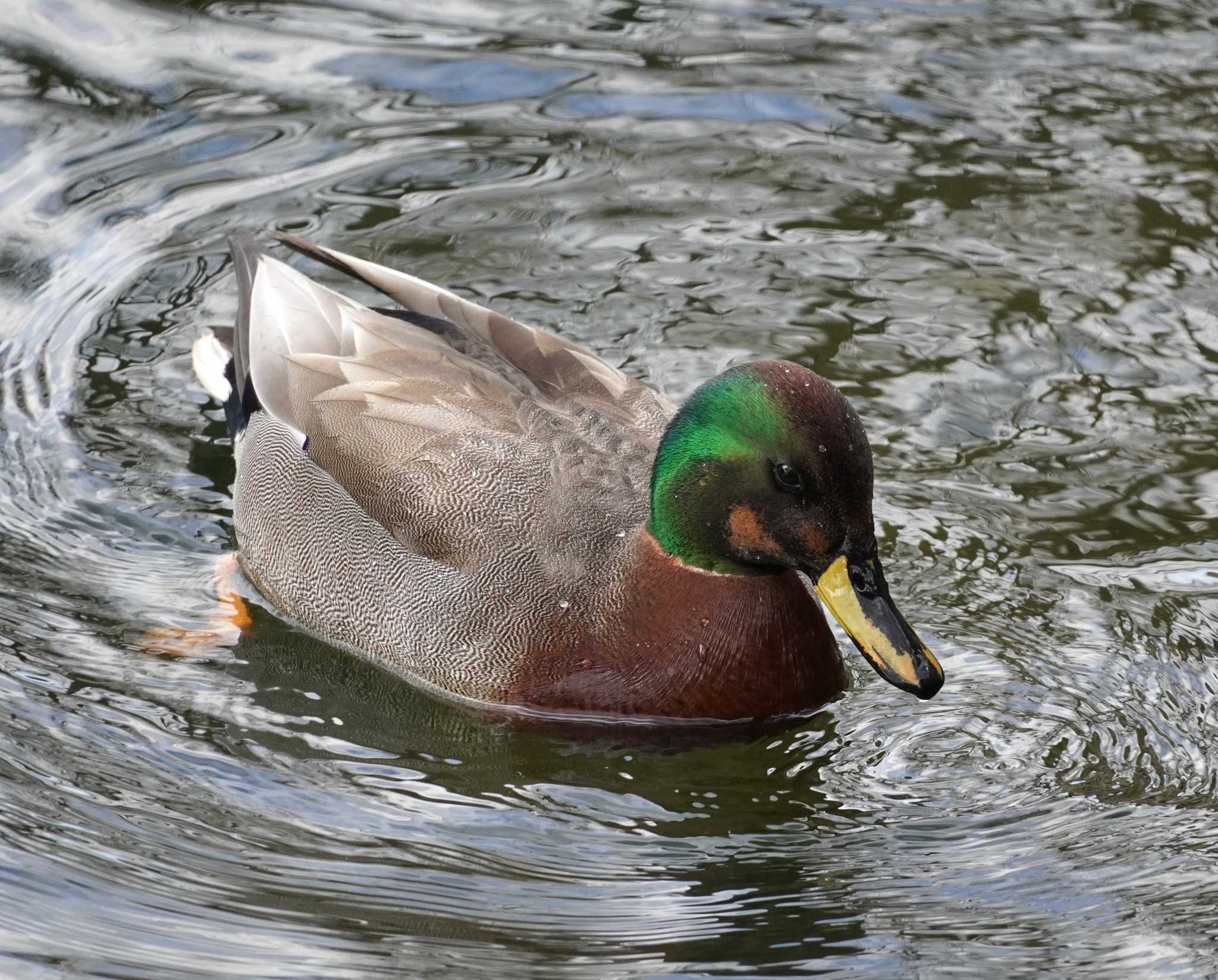 Domestic duck