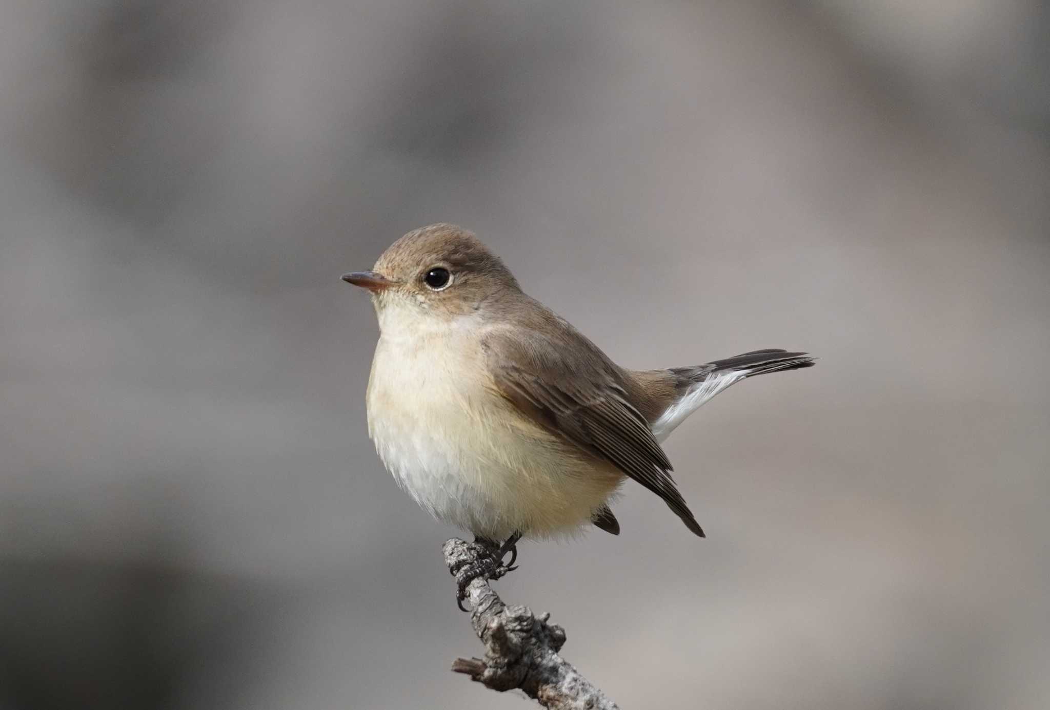 Red-breasted Flycatcher