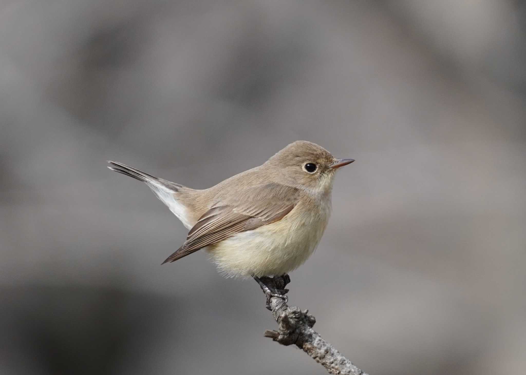 Red-breasted Flycatcher