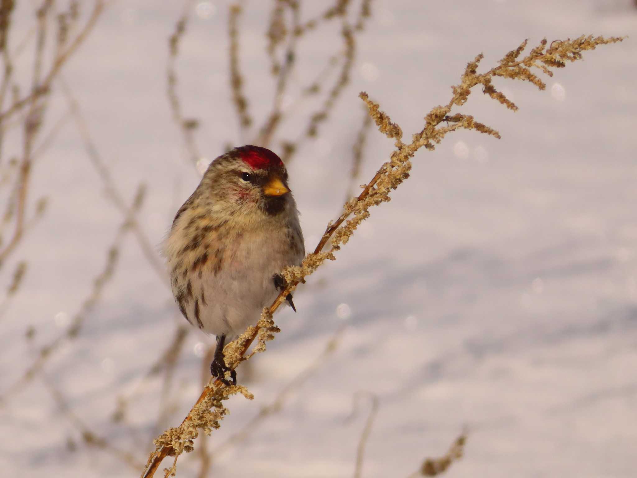 Photo of Common Redpoll at 鵡川河口 by ゆ