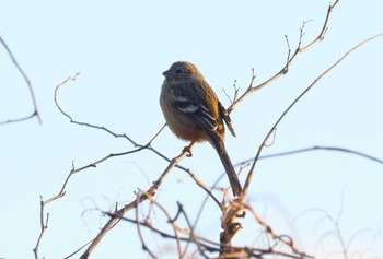 Siberian Long-tailed Rosefinch 河川環境楽園 Sat, 1/27/2024