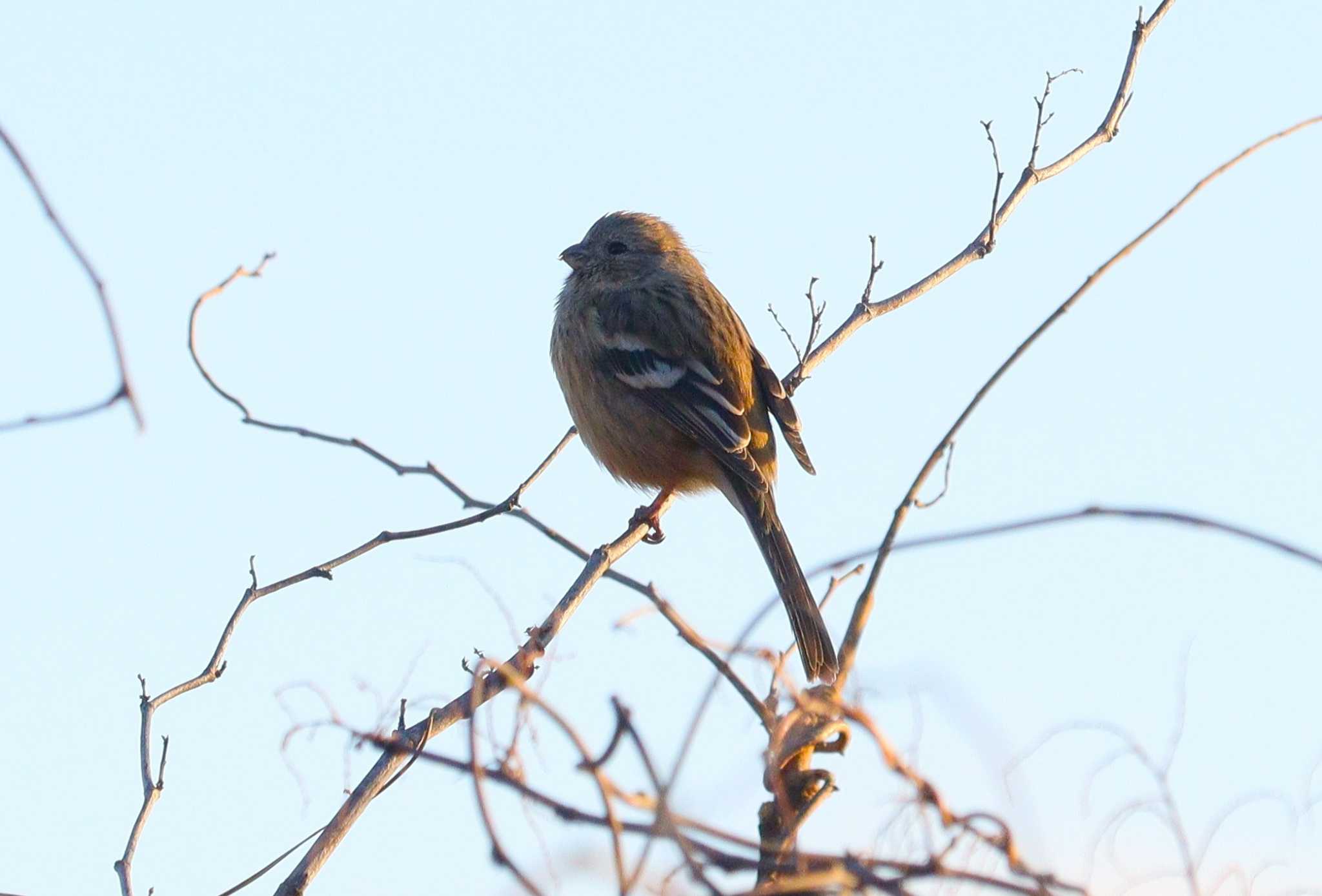 Siberian Long-tailed Rosefinch