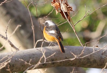 2024年1月27日(土) 祖父江ワイルドネイチャー緑地の野鳥観察記録