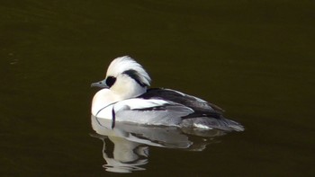 Sun, 1/28/2024 Birding report at 坂田ヶ池総合公園