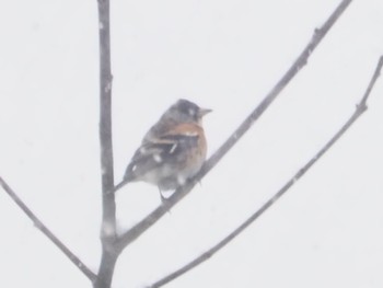 Brambling 松原湖(長野県) Sat, 1/20/2024