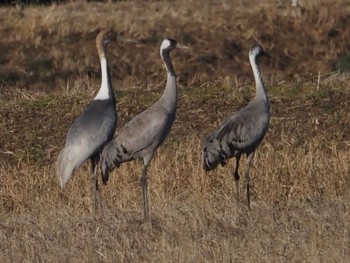 Common Crane 千葉県 Sat, 1/27/2024