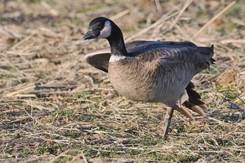 Cackling Goose 千葉県旭市 Sat, 1/27/2024