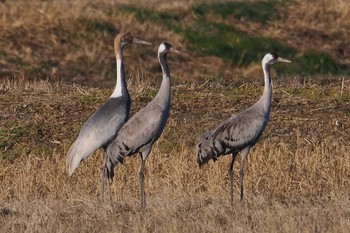 Common Crane 千葉県 Sat, 1/27/2024