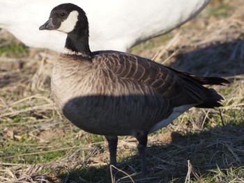 Cackling Goose 夏目の堰 (八丁堰)付近 Sat, 1/27/2024