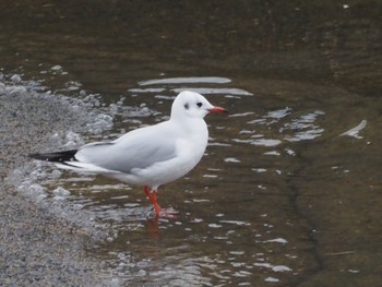 ユリカモメ 銚子港 2024年1月28日(日)