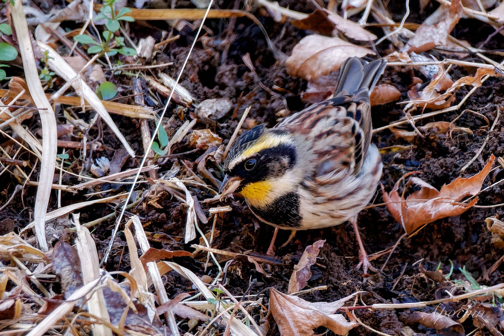 ミヤマホオジロ