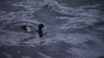 Greater Scaup 山下公園 Tue, 11/13/2018