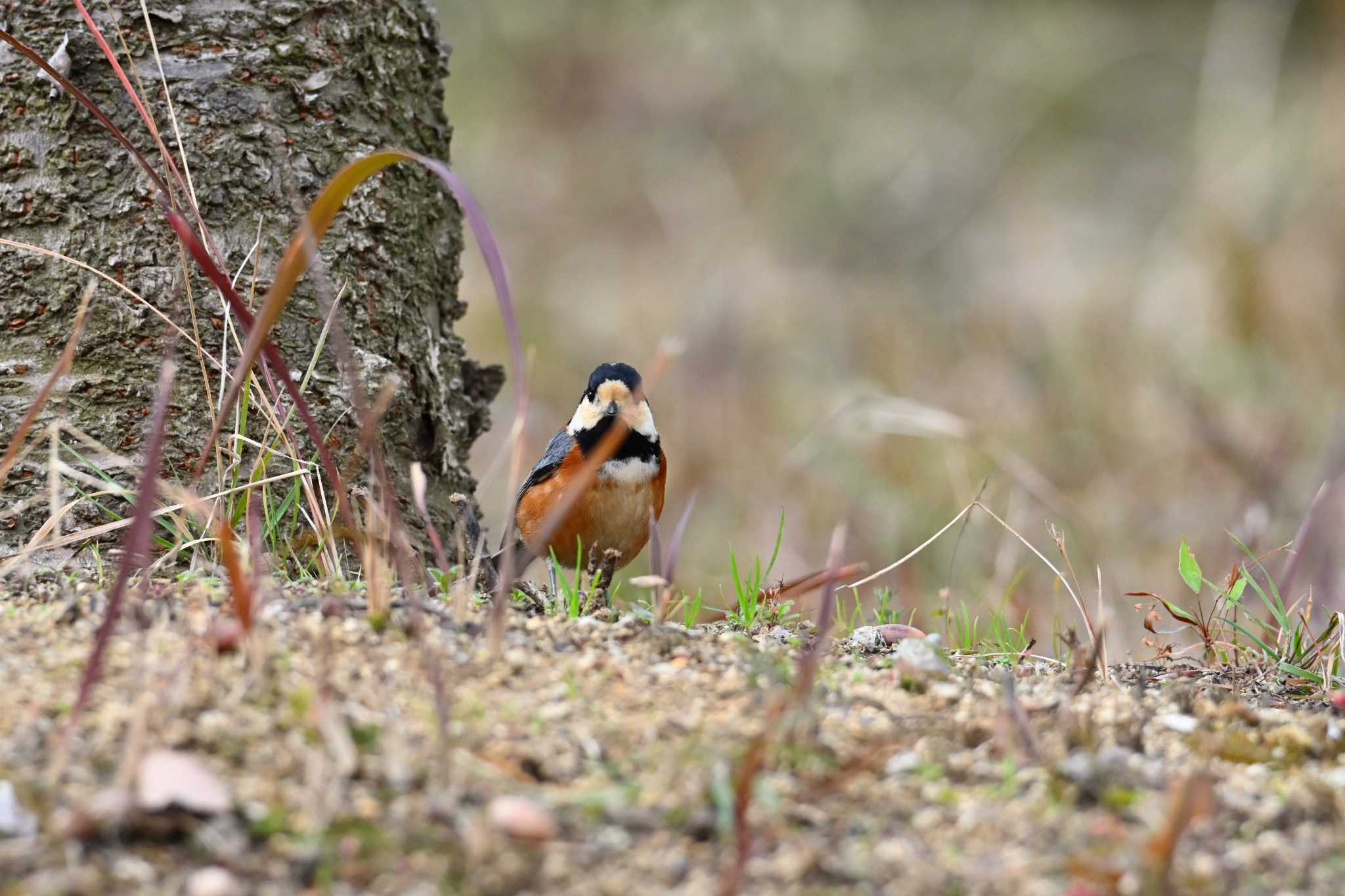 Varied Tit