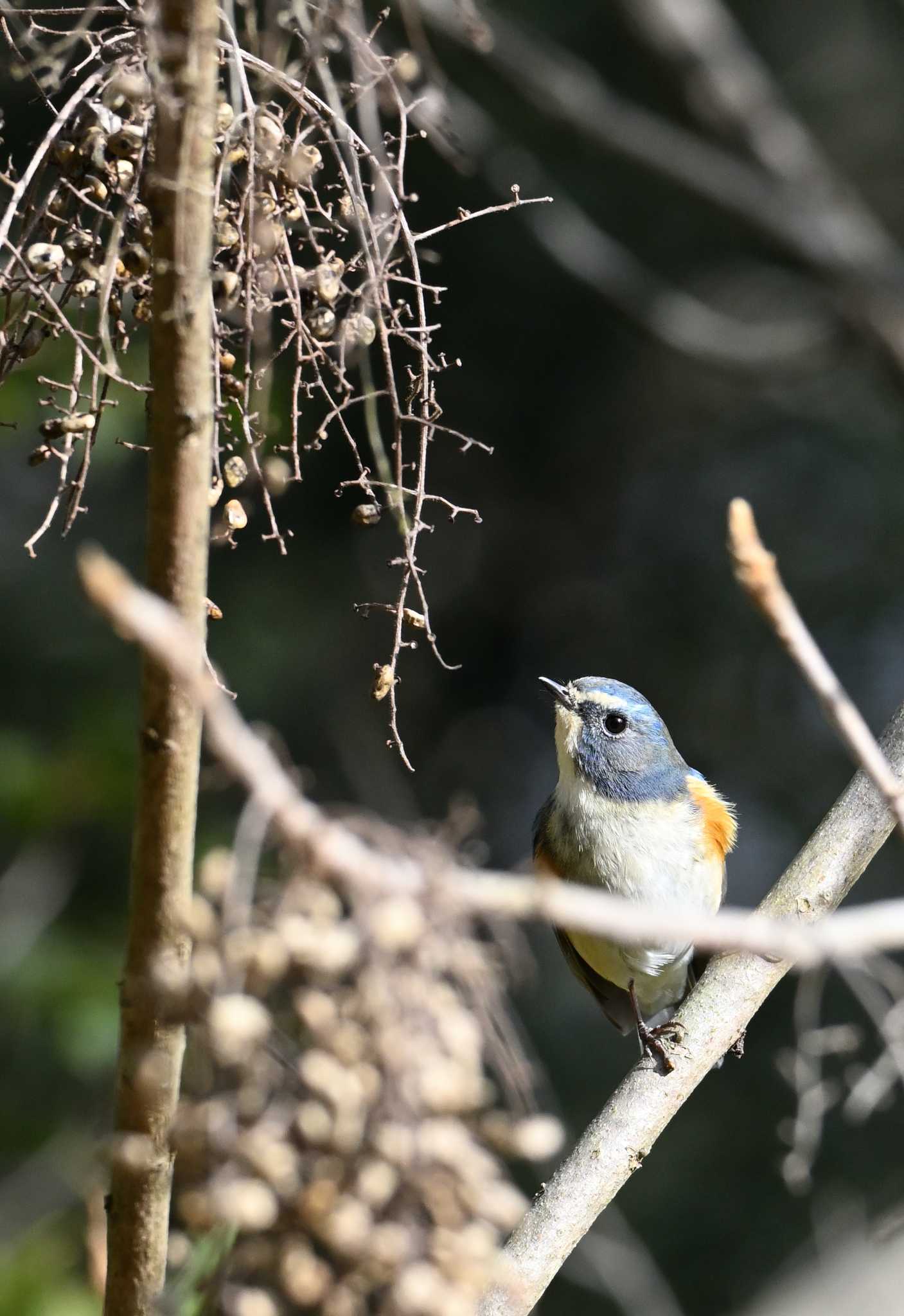 Red-flanked Bluetail