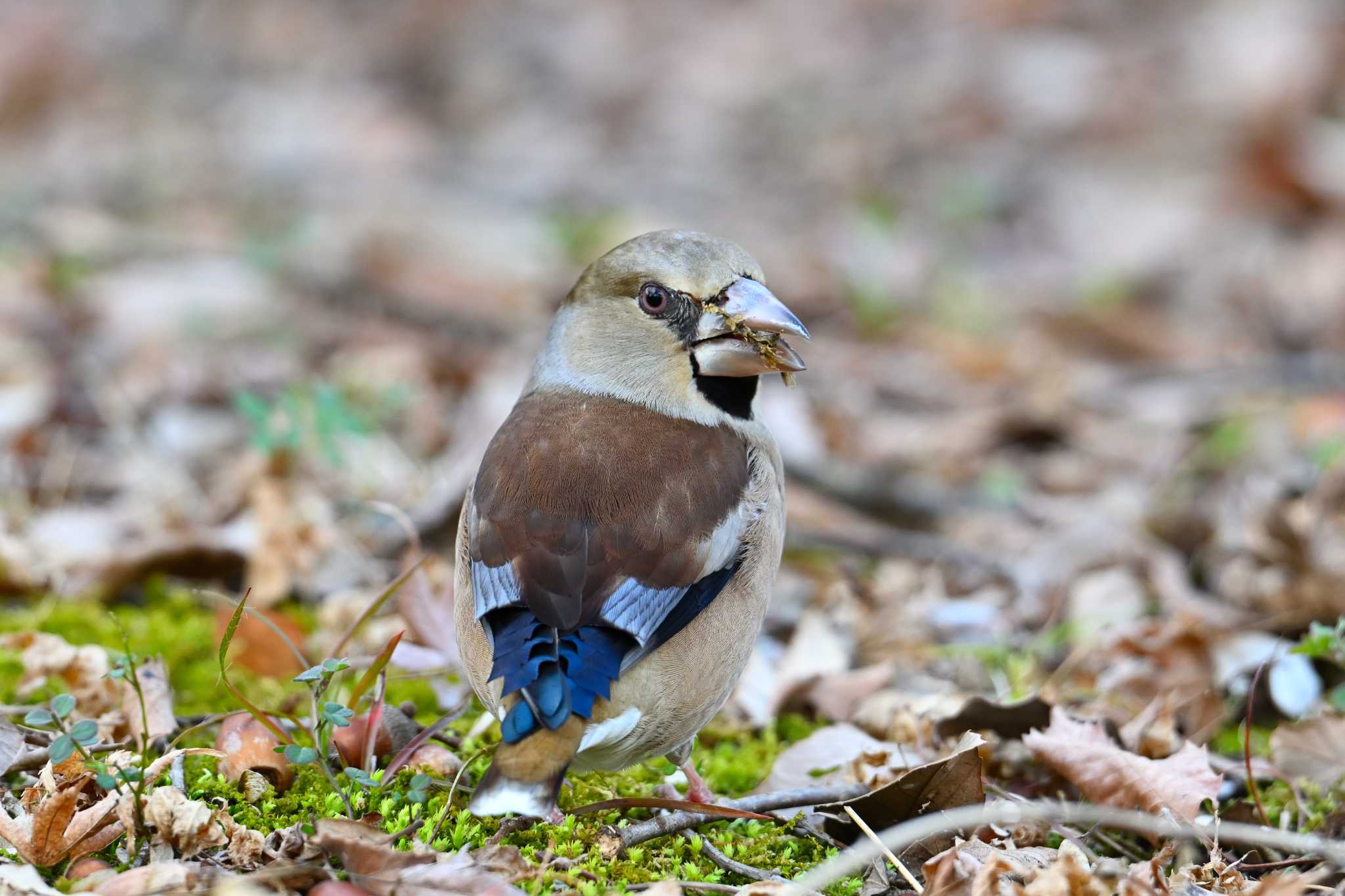 Hawfinch