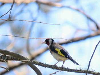 European Goldfinch Penrith, NSW, Australia Sun, 1/21/2024