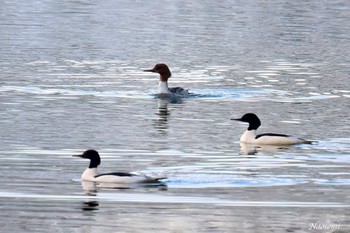 カワアイサ 弘前公園(弘前城) 2024年1月28日(日)