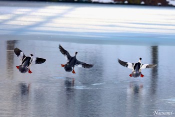 Common Merganser 弘前城公園 Sun, 1/28/2024