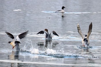 カワアイサ 弘前公園(弘前城) 2024年1月28日(日)