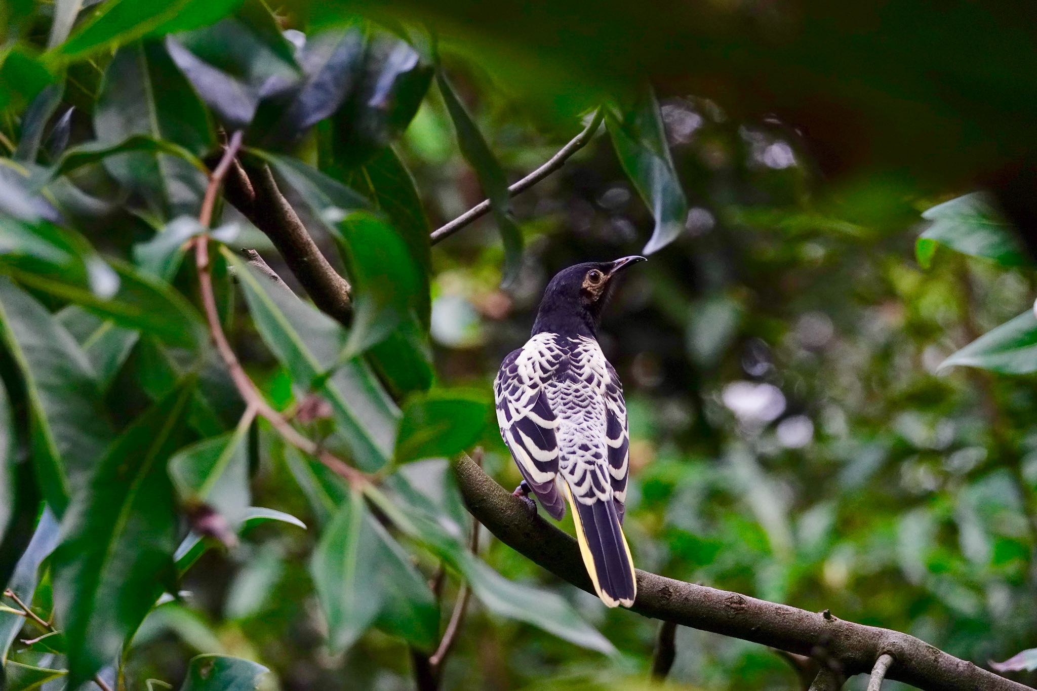 Photo of Regent Honeyeater at Taronga Zoo Sydney  by のどか