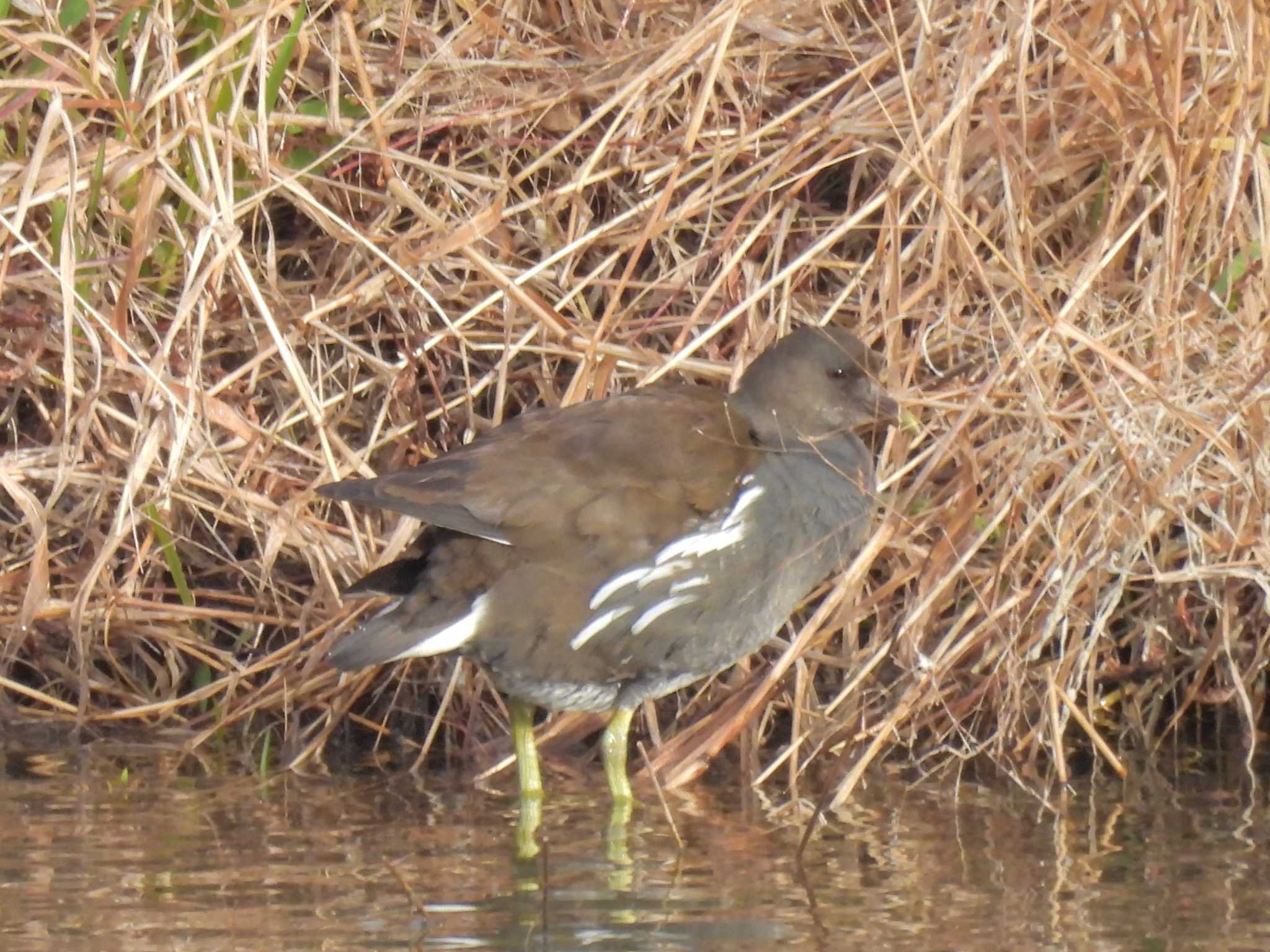 Common Moorhen