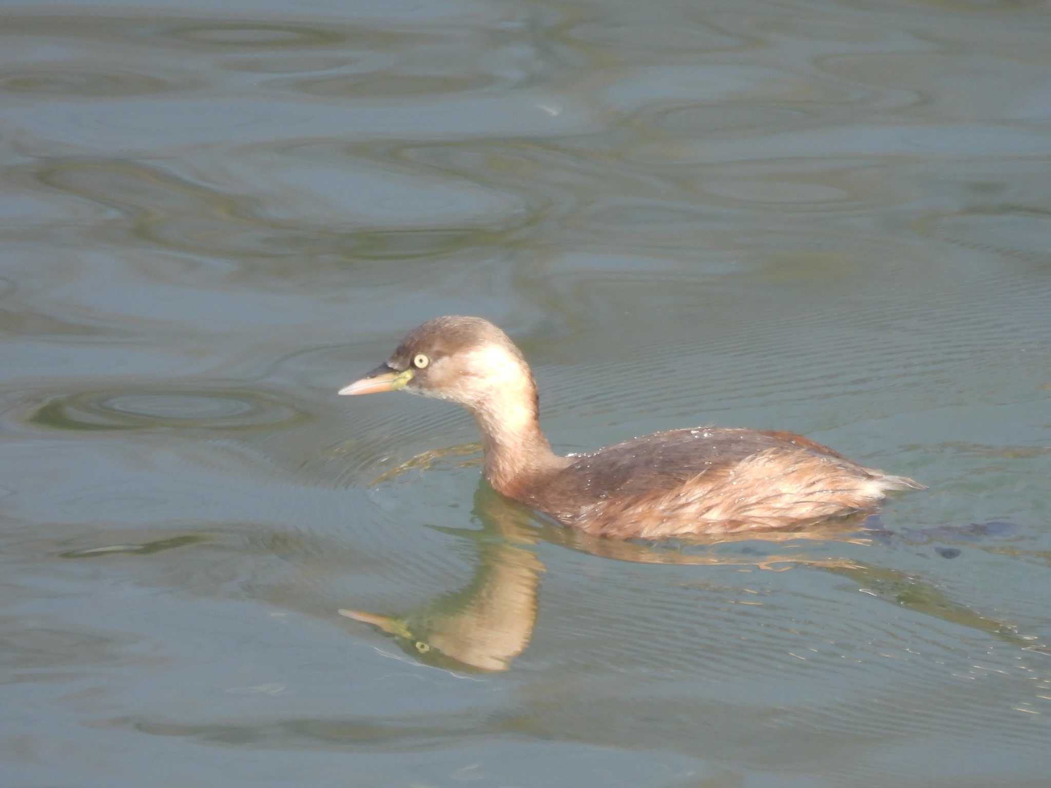 Little Grebe