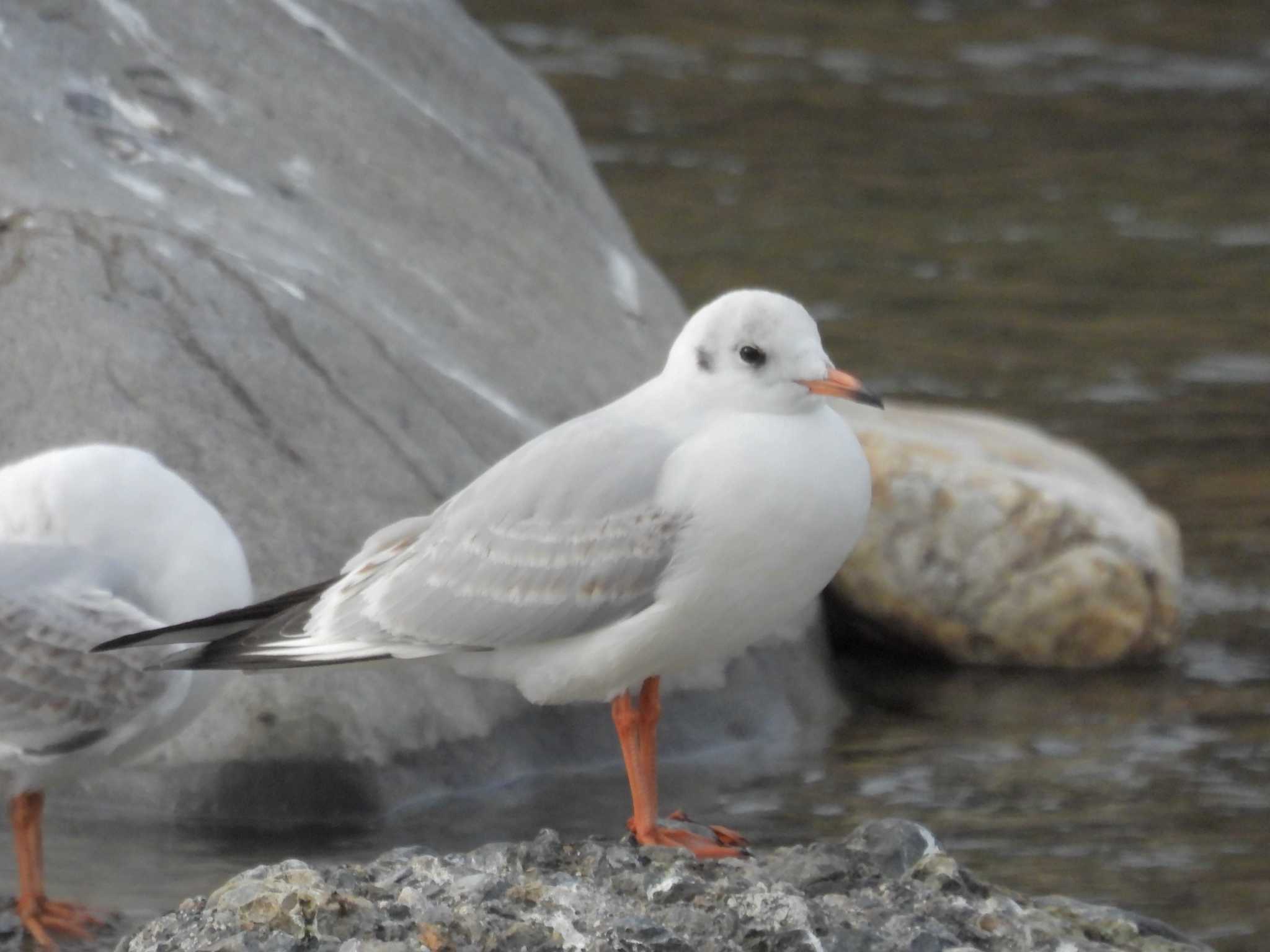 Photo of Black-headed Gull at 鴨川 by ゆりかもめ