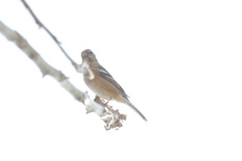 Siberian Long-tailed Rosefinch 津之江公園 Sun, 1/28/2024