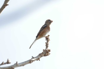 Siberian Long-tailed Rosefinch 津之江公園 Sun, 1/28/2024