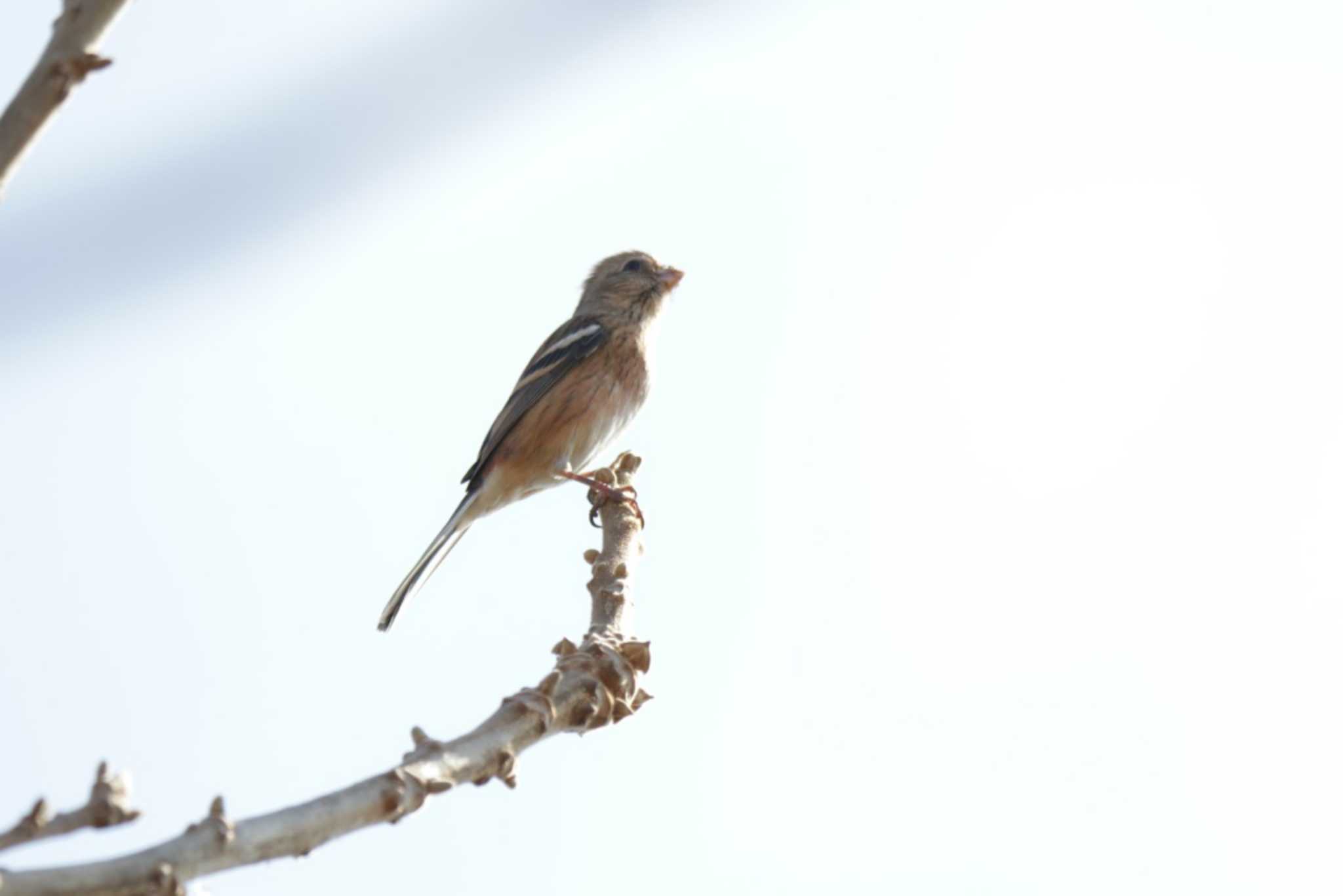 Photo of Siberian Long-tailed Rosefinch at 津之江公園 by KAZUSAN