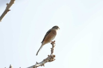 Siberian Long-tailed Rosefinch 津之江公園 Sun, 1/28/2024