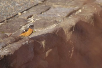 Daurian Redstart 芥川 Sun, 1/28/2024