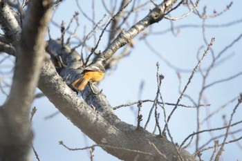 Daurian Redstart 芥川 Sun, 1/28/2024