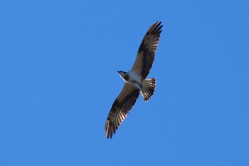 Osprey 多摩川河川敷 Sat, 1/27/2024