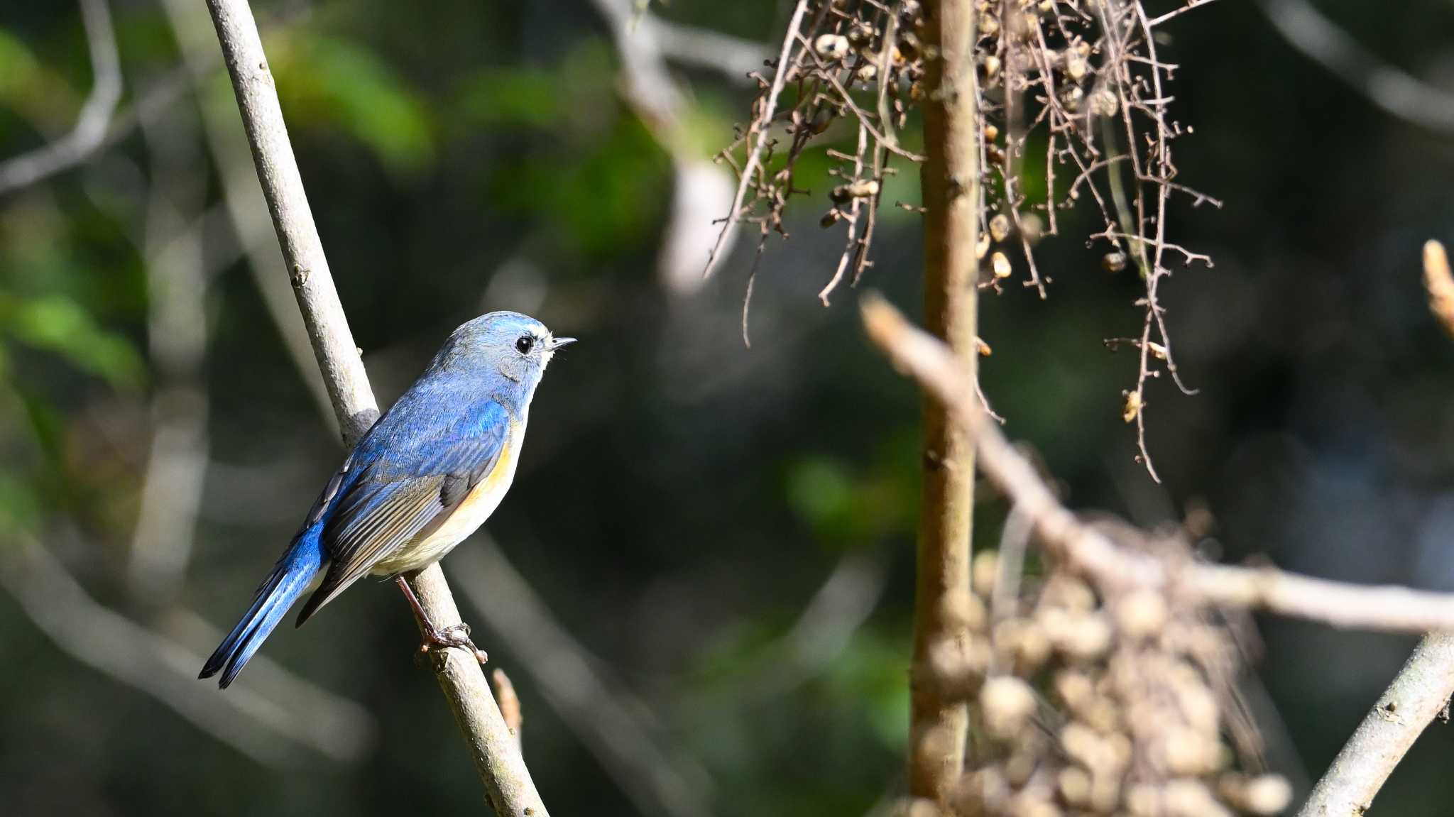 Red-flanked Bluetail