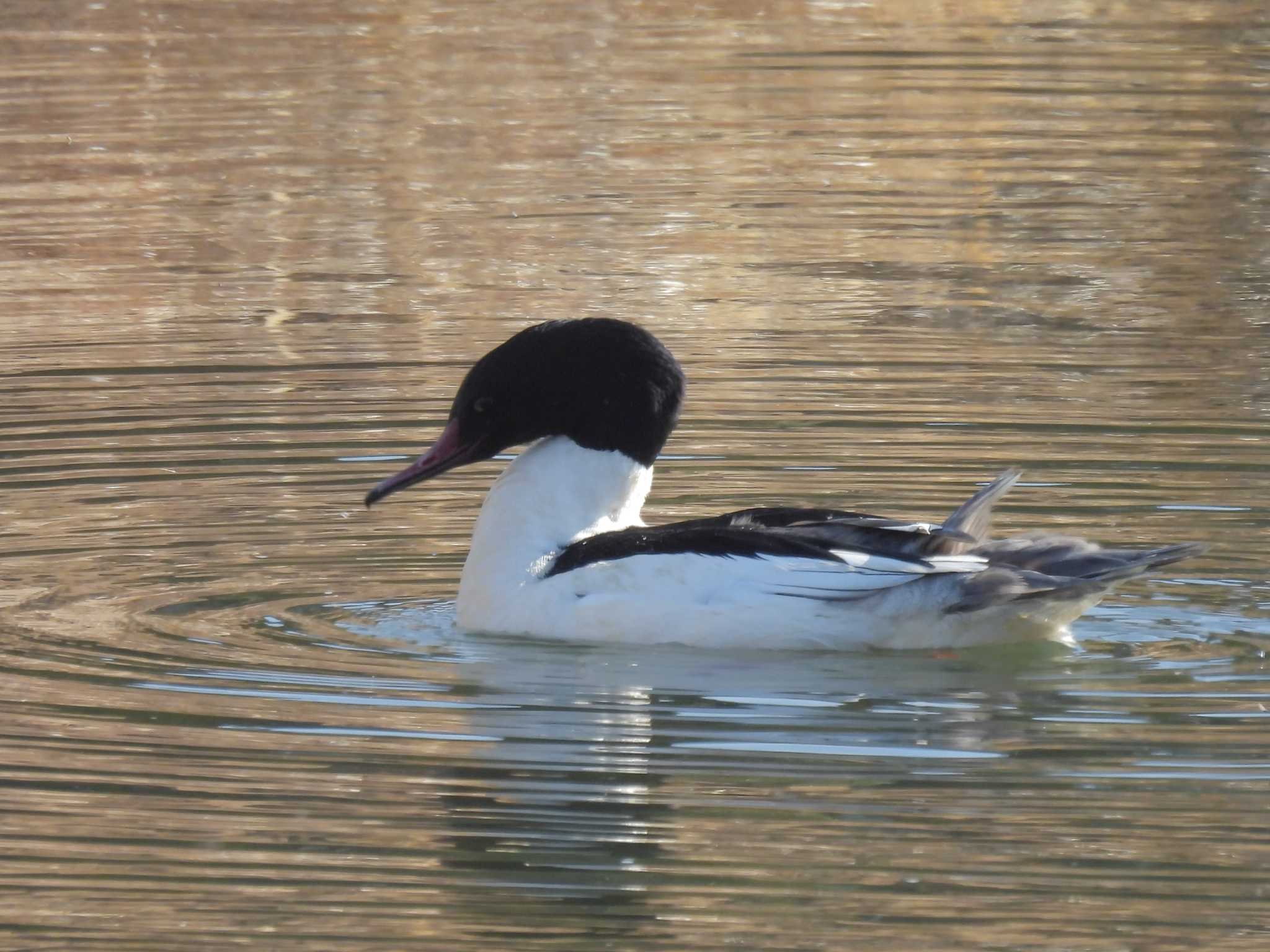 Photo of Common Merganser at 鴨川 by ゆりかもめ