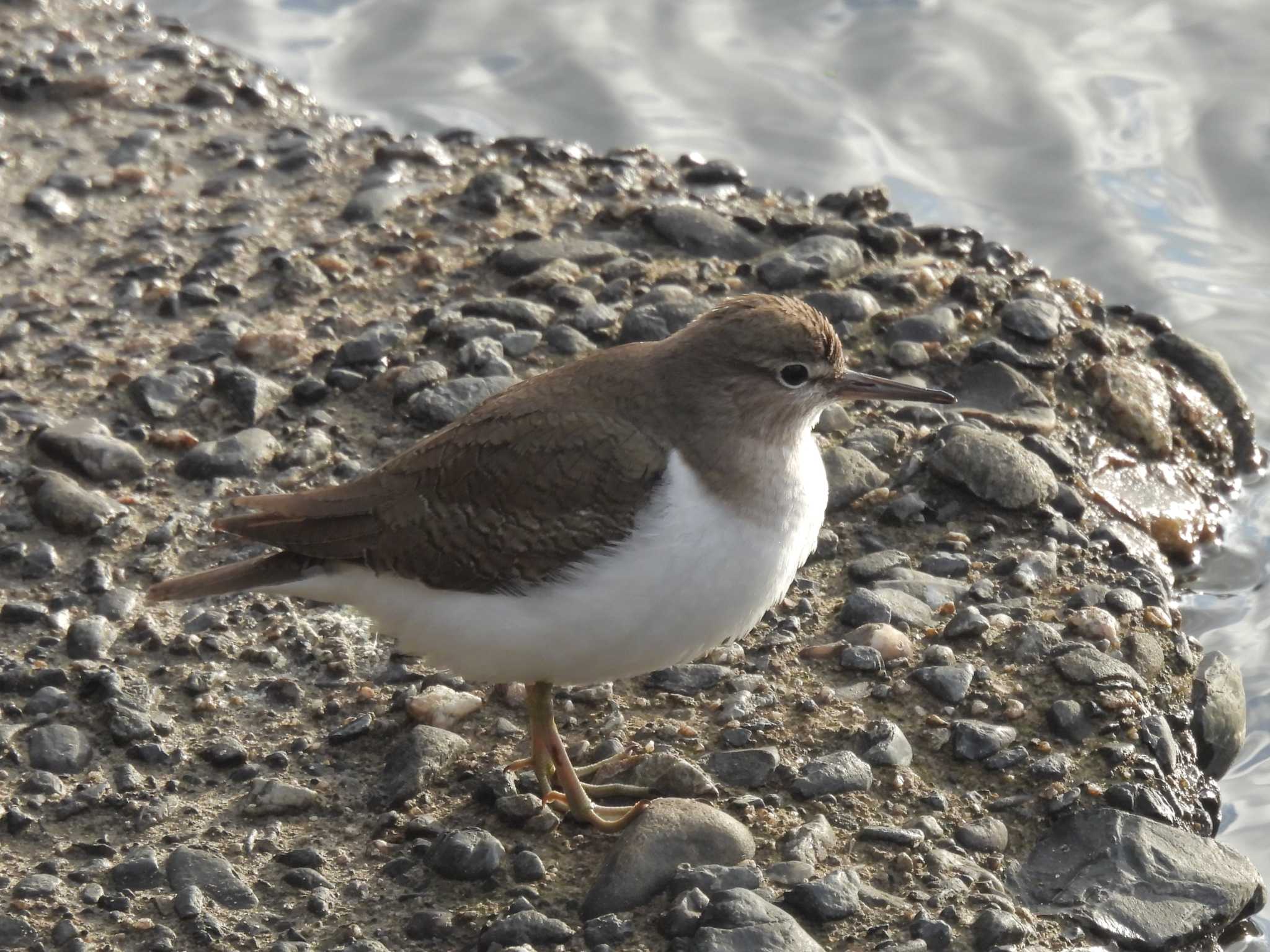 Common Sandpiper