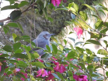 2024年1月28日(日) 京都御苑の野鳥観察記録